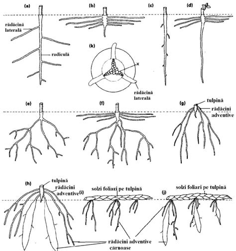 infografic comparativ cu diferite tipuri de sisteme de închidere pentru cercei de bebeluși