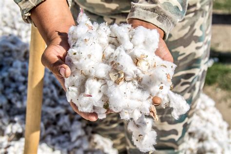 Comparație a compoziției scutecelor convenționale și a celor din bumbac organic