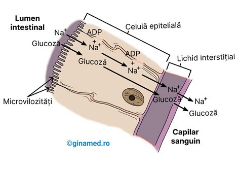 ilustrație cu dopul gelatinos și lichidul amniotic