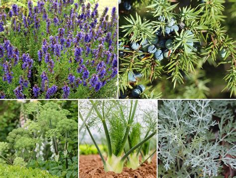 colaj cu plante medicinale folosite în tratamentul amenoreei: mărar, lemn-dulce, brânca ursului, crețișoară, pelin