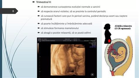 schemă a evoluției sarcinii umane