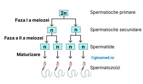 schemă a sistemului reproducător masculin cu zonele afectate de infertilitate