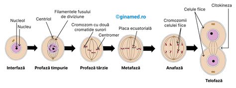 imagini microscopice cu diviziunea celulară și formarea blastocistului