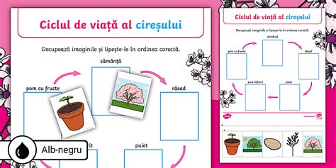 Grafic ilustrând ciclul de viață al avantajului concurențial