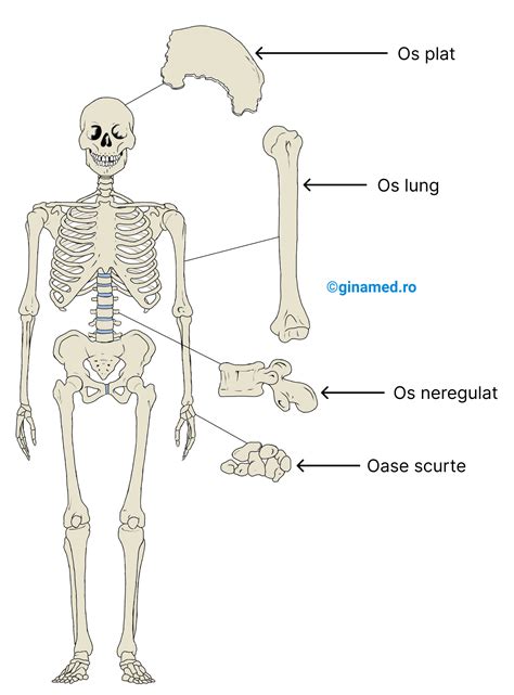 Diagramă cu diferitele tipuri de Polartec și greutățile asociate.