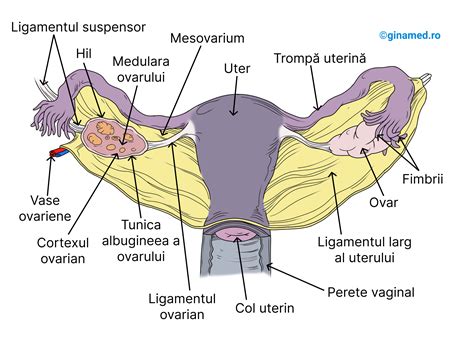 Schemă anatomică a uterului cu evidențierea istmocelului