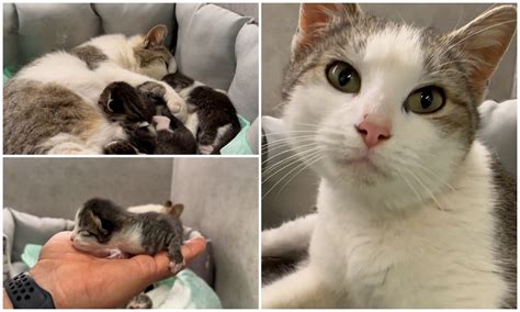 fotografie cu o pisică la cuib, pregătindu-se să nască