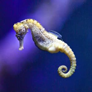 Diagramă anatomică a unui căluț de mare, evidențiind vezica înotătoare și armura osoasă