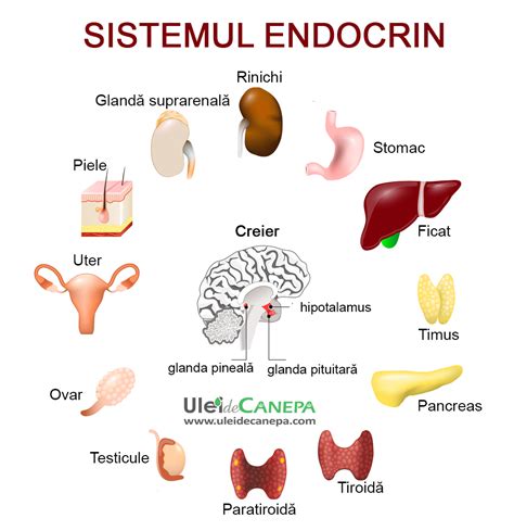Infografic cu principalele afecțiuni endocrine la femei