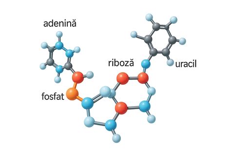 Diagramă cu structura chimică a lidocainei și cetilpiridiniei
