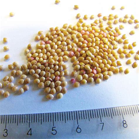 Ilustrație cu boabe de mei și amaranth.