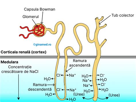 Imagine a tubului de aerisire al biberonului cu banda de detectare a căldurii, arătând schimbarea culorii în roz pentru a indica temperatura ridicată.