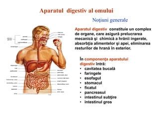 Ilustrație a procesului de digestie mecanică și chimică a alimentelor