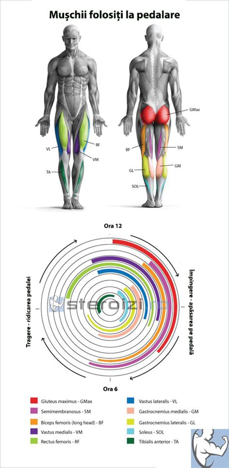 infografie cu grupele musculare activate de statul pe burtică