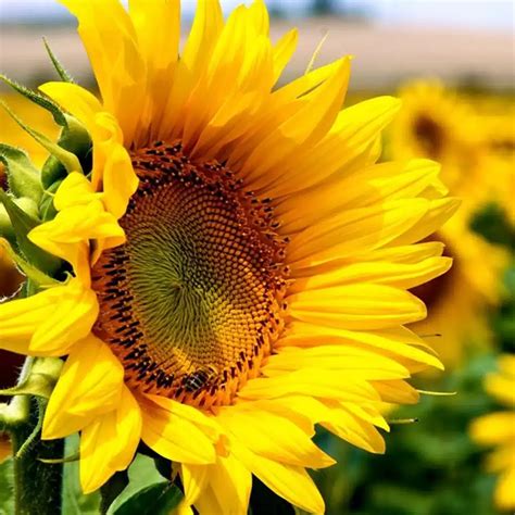 Jucărie zornăitoare floarea soarelui, deschisă, cu petale colorate și texturi variate