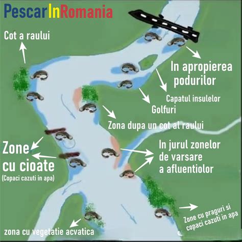 Infografic cu necesarul de somn și hrănire pentru nou-născuți și sugari