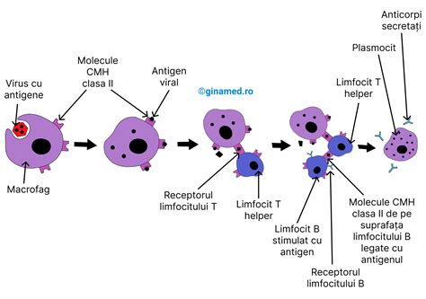 Infografic care ilustrează transferul de anticorpi de la mamă la făt și prin laptele matern.