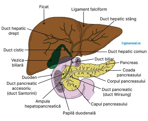 Ilustrație a ficatului și a căilor biliare, cu accent pe acumularea de bilirubină.