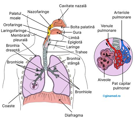 Diagramă simplificată a sistemului respirator al unui nou-născut, cu indicarea zonelor afectate în cazul tulburărilor respiratorii.
