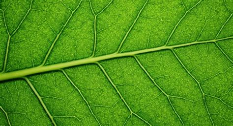 detaliu facial al unei păpuși Reborn, evidențiind realismul pielii și al ochilor