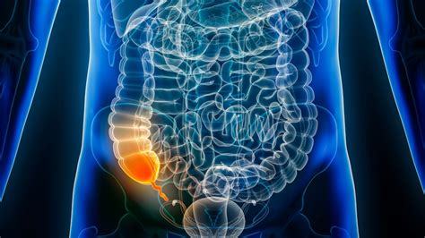 Ilustrație anatomică a apendicelui