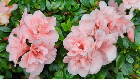 Ilustrație cu diferite tipuri de azalee (veșnic verzi și foioase)