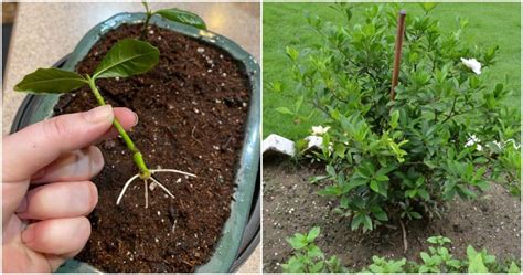 Pașii pentru înmulțirea azaleei prin butași