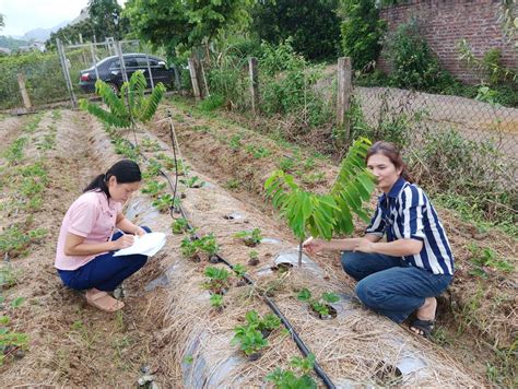 Ilustrații cu semnele comune ale bolilor și dăunătorilor la azalee