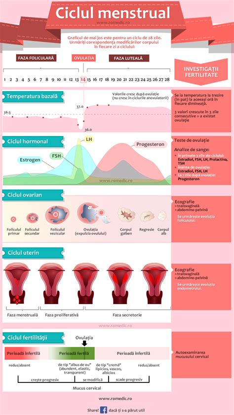 infografic cu etapele modificărilor sânilor în sarcină