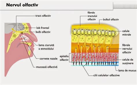 ilustrație anatomică a frenului lingual