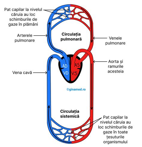 ilustrație a lichidului amniotic și a circulației sanguine