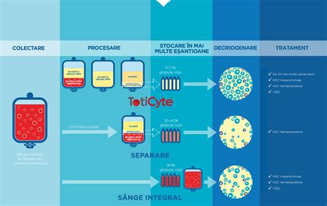 Infografic explicând procesul de recoltare, procesare și stocare a celulelor stem din cordonul ombilical.