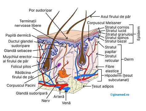 Ilustrație schematică a zonei abdominale pre- și post-abdominoplastie, cu evidențierea zonelor de piele și grăsime excesivă îndepărtată și a mușchilor întăriți.