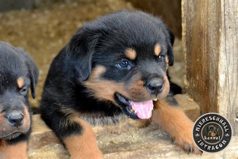 pui Rottweiler jucandu-se