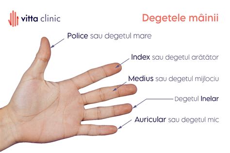 Detaliu cu mâna unei păpuși reborn, arătând venele delicate pictate