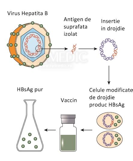literatură medicală despre vaccinarea anti-hepatita B