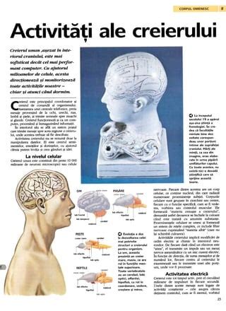 infografic cu secțiuni ale creierului și modul în care se modifică în timpul sarcinii