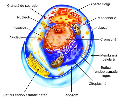 diagrama unei celule cu mitocondrii