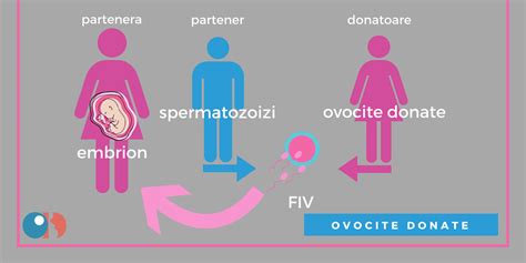schema procesului de fertilizare in vitro cu ovocite donate