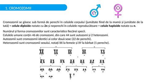Schema simplificată a determinării sexului uman prin cromozomi (XX pentru feminin, XY pentru masculin)