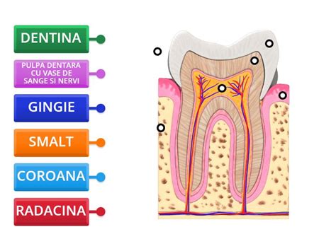 Ilustrație schematică a unui fascicul laser dentar acționând asupra unui dinte