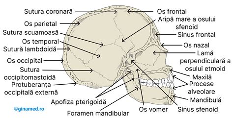Ilustrație schematică a craniului unui nou-născut cu evidențierea fontanelelor