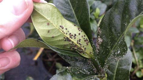 afide pe frunze de tei