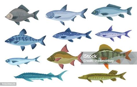 Ilustrație cu diverse tipuri de pește oceanic și de apă dulce, cu mențiuni despre conținutul de mercur.