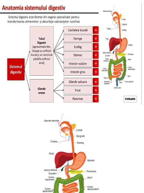 diagramă explicativă a sistemului digestiv imatur al unui nou-născut