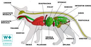infografic cu anatomia herniei ombilicale la pisica