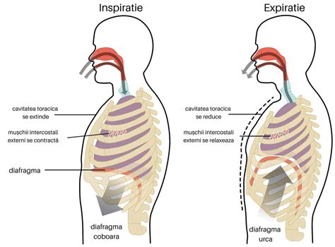 Ilustrație grafică a manevrei de expirație forțată în spirometrie