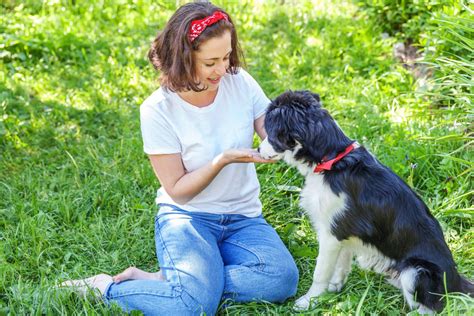 Diagramă pas cu pas pentru spălarea corectă a unui câine acasă, de la periere la uscare