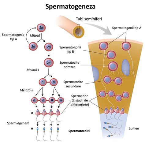 Diagrama ilustrând etapele spermatogenezei, de la spermatogonie la spermatozoid matur