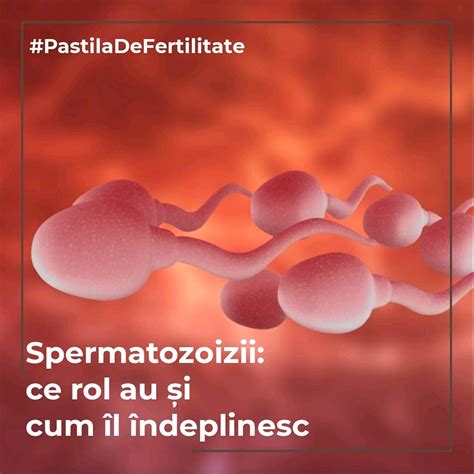 Ilustrație detaliată a structurii unui spermatozoid, evidențiind capul, piesa intermediară și coada
